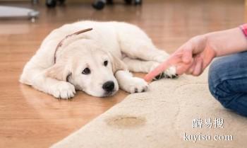 绍兴柯桥附近训犬基地 宠物行为纠正 诚信保障