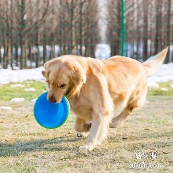 天津北辰优质犬只训练基地 专业训犬师