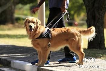 汕头潮阳较好的宠物训练学校 宠物培训基地找政嘉训犬