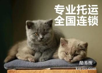 淮北专业的宠物猫托运公司