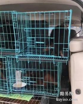 龙安宠物猫狗托运