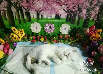 六安家庭宠物殡葬,六安小动物火化中心