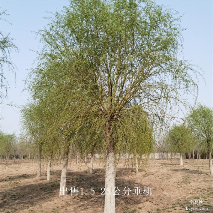 重庆黔江9公分垂柳树,柳树