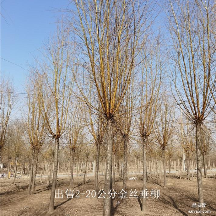 西藏日喀则14公分金丝垂柳树
