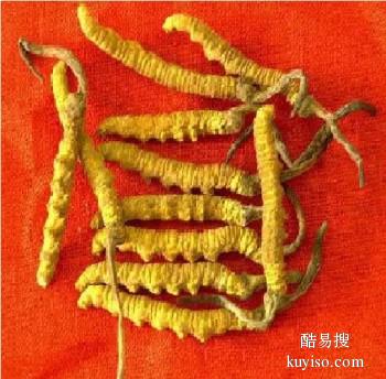 天津市收购冬虫夏草-包括发红黑-生虫毛-碎段-折断草