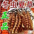 杭州市回收鲜干冬虫夏草-1根-1克-1两-1市斤-1公斤价格