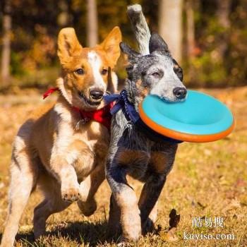 信誉好，品质服务 淮北相山工作犬护卫犬宠物狗狗行为训练