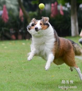 漳州龙文正规宠物训练学校 宠物狗狗行为训练 可接送