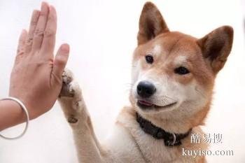 天津武清较好的宠物训练学校 宠物培训基地找政嘉训犬