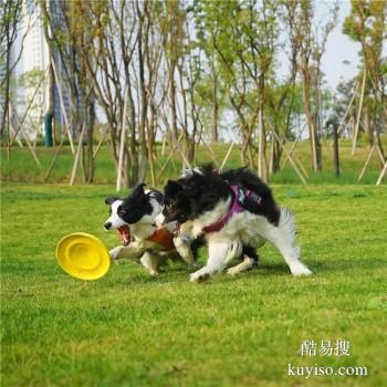 漳州南靖较好的宠物训练学校 宠物培训基地找政嘉训犬