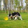 台州仙居优质犬只训练基地 专业训犬师