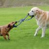 呼和浩特如意开发区较好宠物训练基地 工作犬行为训练 政嘉训犬