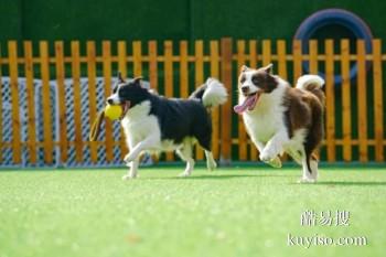 漳州云霄专业训犬超大场地 行为习惯纠正 政嘉训练家