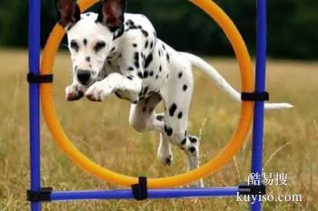 福州閩侯正規(guī)寵物訓(xùn)練學(xué)校 訓(xùn)犬學(xué)校 可接送