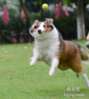 兰州城关行为纠正 工作犬行为训练 诚信保障