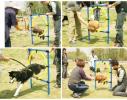 赣州章贡宠物定点大小便训练 宠物狗行为训练 可接送