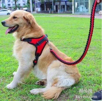 漳州南靖较好的宠物训练学校 宠物培训基地找政嘉训犬