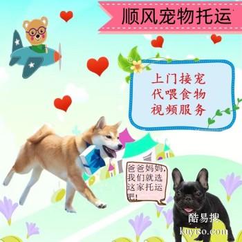 桐城宠物托运 猫狗活体运输到全国