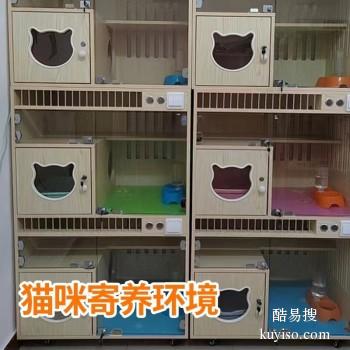 寿县宠物托运 上门接送猫狗活体运输到全国