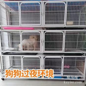 延津宠物托运 猫狗活体运输到全国