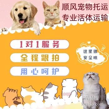 息县宠物托运公司服务优质,欢迎来询