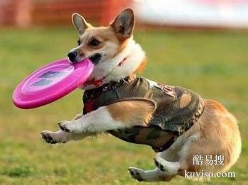 安庆潜山宠物训练 专业训犬超大场地