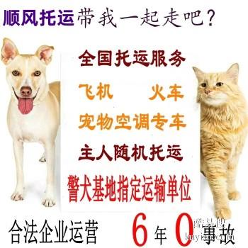 安徽凤阳 宠物托运小猫小狗邮寄活体运输上门接送代办检疫证