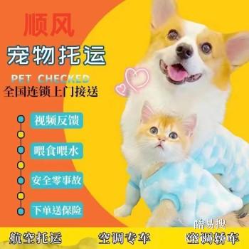 锦州 宠物托运猫狗活体运输锦州周边上门取宠