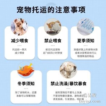 民权 宠物托运小猫小狗运输活体托运