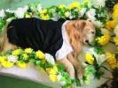 威海宠物埋葬 宠物骨灰抛洒 回归自然 宠物爱屋公司