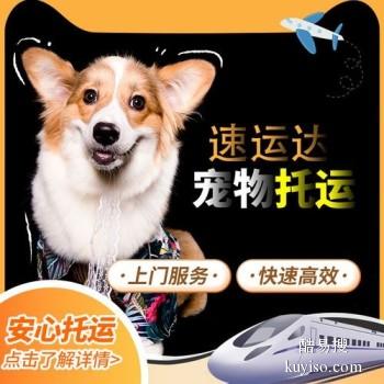 六安专业宠物托公司空运火车专车宠物托运价格