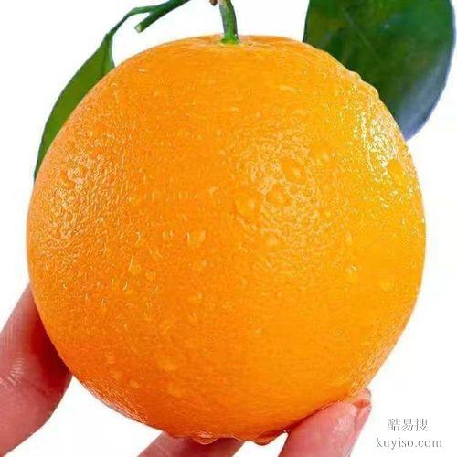 晋城赣南脐橙价格多少？