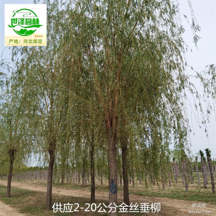 湖南永州10公分金丝垂柳树