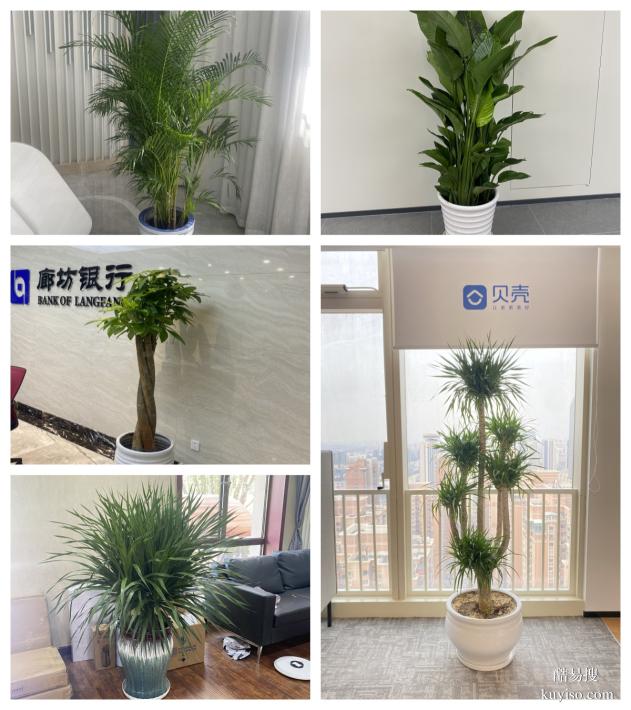 天津绿植租摆公司丨谷鑫亚泰绿植租摆公司丨绿植花卉租摆公司