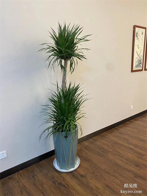辦公室花卉盆栽租賃辦公樓綠植盆栽租擺天津室內(nèi)植物出租公司