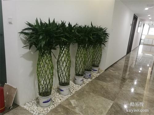 天津绿植租摆公司绿植盆栽租摆常年绿植租赁大型植物租赁谷鑫亚泰
