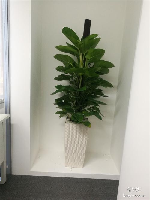 辦公室花卉盆栽租賃辦公樓綠植盆栽租擺天津室內(nèi)植物出租公司