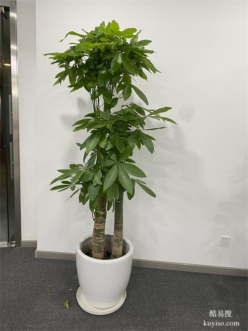 綠植租賃植物租賃綠植租擺花卉租賃天津花卉租擺谷鑫亞泰花卉園藝
