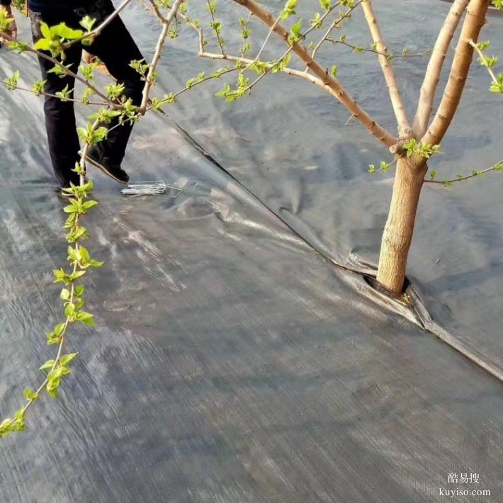 上海防草布報價及圖片,王玉福防草布廠除草布