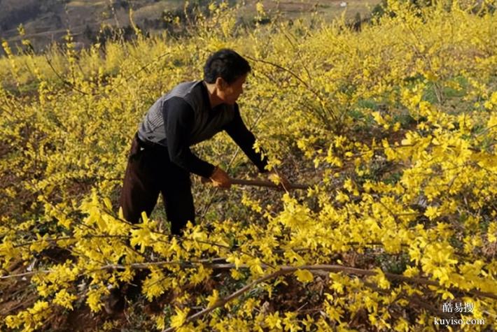 湖北本草臻源連翹葉開發(fā)利用拓展產(chǎn)業(yè)新領(lǐng)域