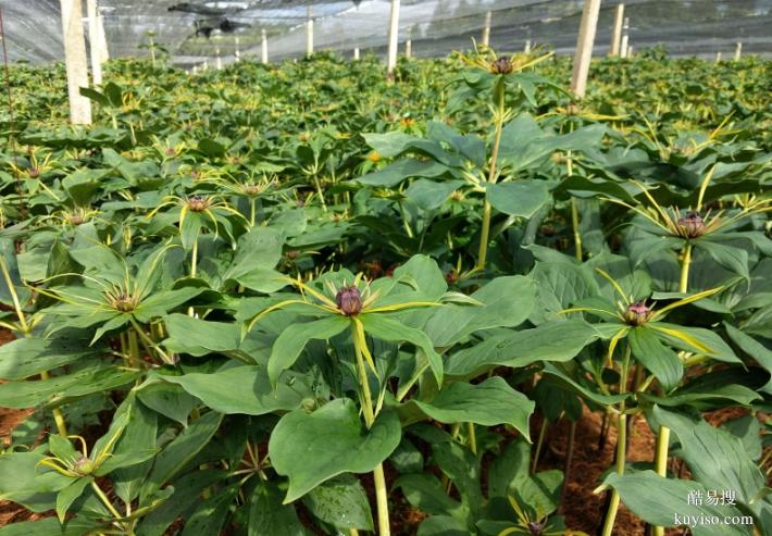 湖北本草臻源重樓生態(tài)種植與多元價值開發(fā)