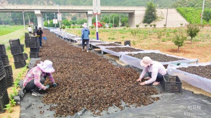 湖北本草臻源全株利用，蒼術(shù)渾身都是寶