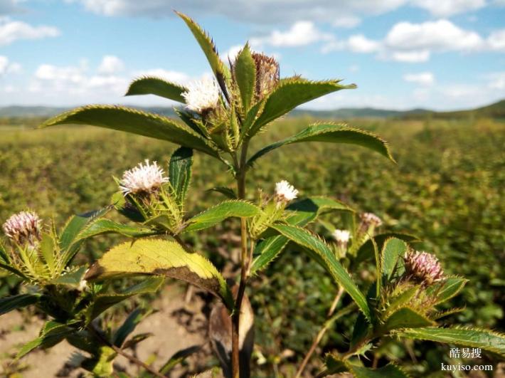 湖北本草臻源全株利用，蒼術(shù)渾身都是寶
