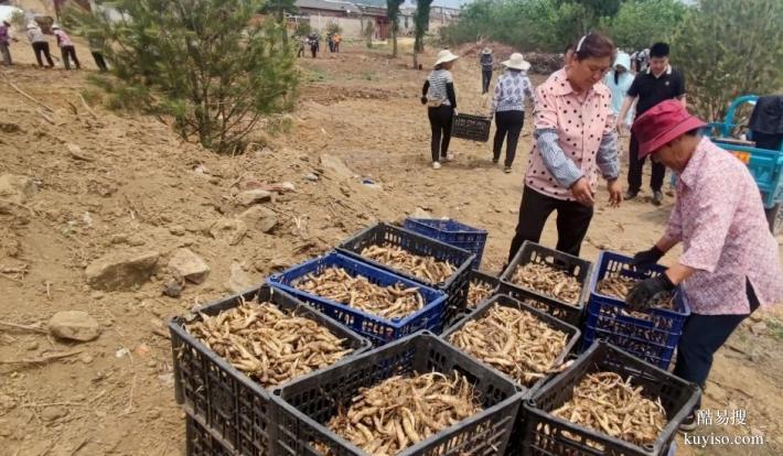 湖北本草臻源標(biāo)準(zhǔn)體系保障黃精產(chǎn)業(yè)行穩(wěn)致遠(yuǎn)