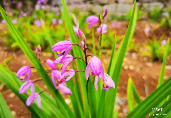 湖北本草臻源標(biāo)準(zhǔn)體系保障白芨產(chǎn)業(yè)行穩(wěn)致遠(yuǎn)