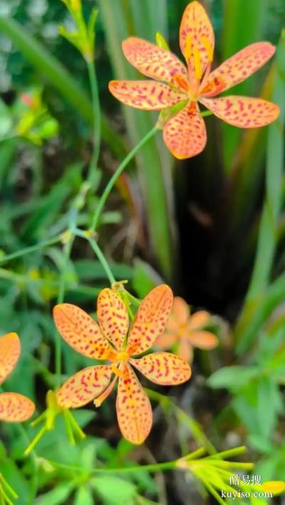 湖北本草臻源 標(biāo)準(zhǔn)化種植筑牢射干產(chǎn)業(yè)根基