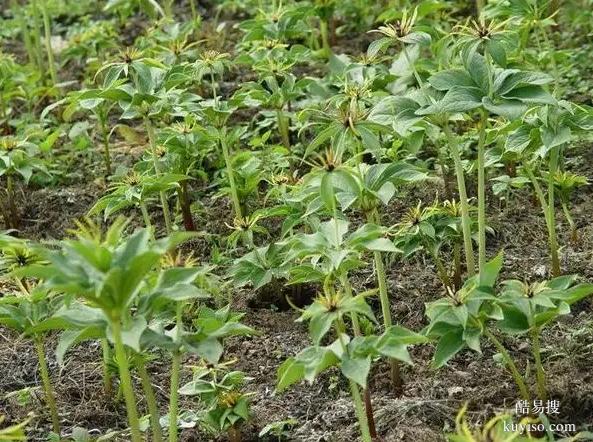湖北本草臻源重樓生態(tài)種植與多元價值開發(fā)