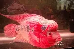 北京专业鱼缸清洗 鱼缸养护观赏鱼护理 鱼缸养护观赏鱼租摆