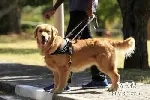东莞莞城上门纠正训犬 工作犬训练基地 诚信保障
