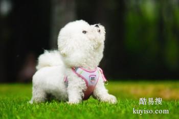 安庆岳西宠物犬坏习惯纠正 大小便训练培训学校位置